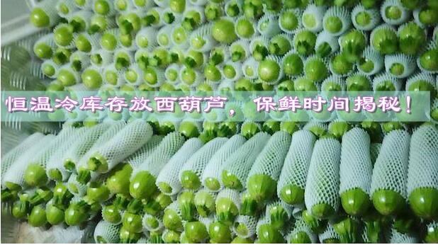 恒溫冷庫存放西葫蘆，保鮮時間揭秘!