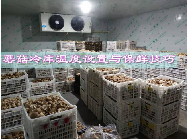 蘑菇冷庫溫度設置與保鮮技巧:確保新鮮和優(yōu)質(zhì)的蘑菇